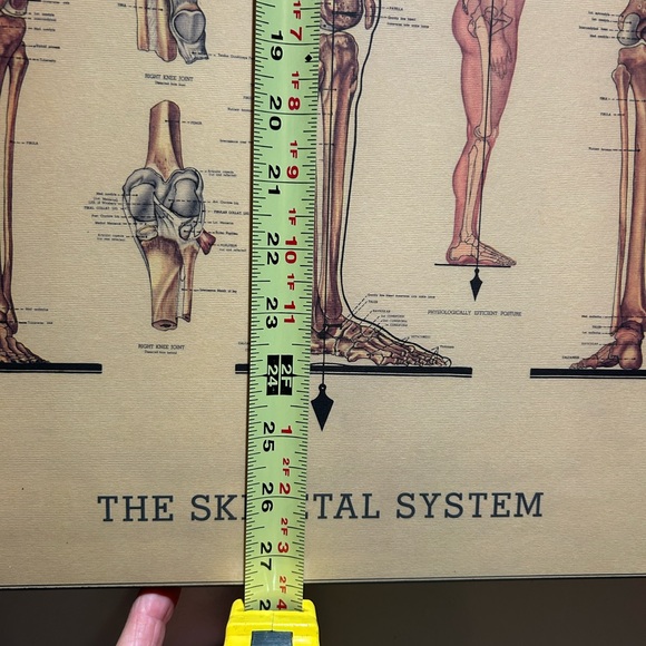 Custom Wall Hanging. Plumb line Skeletal System. - Picture 5 of 7